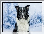 Border collie, Drzewa, Zima