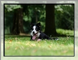 Border collie, Liście, Łąka, Leżący, Jęzor