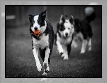 Piłeczka, Psy, Border collie, Bieg